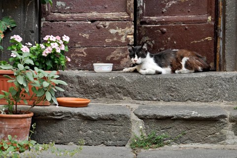 Domestic cat dozing on steps at house entrance, alley in historic centre, Bracciano, metropolitan