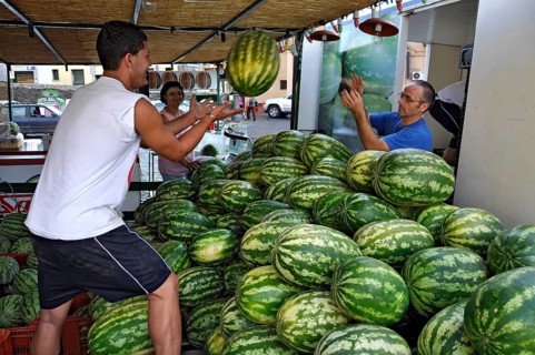 Farmers throwing watermelons (Citrullus lanatus) to each other, setting up a market stall, weekly