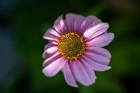 Purpur-Sonnenhut (Echinacea purpurea), Nahaufnahme, Makro, Baden-Württemberg, Deutschland