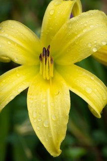Blüte der Gelben Taglilie (Hemerocallis lilioasphodelus), Nahaufnahme, Makro, Baden-Württemberg,