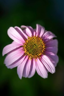Purpur-Sonnenhut (Echinacea purpurea), Nahaufnahme, Makro, Baden-Württemberg, Deutschland