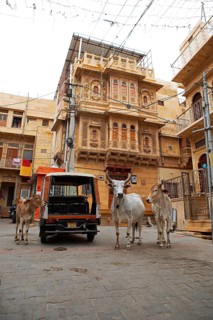 Sacred cows in the old town of Jaisalmer, behind a haveli or merchant's house, Rajasthan, India