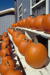 Sale of Hokkaido pumpkins, New Jersey, USA