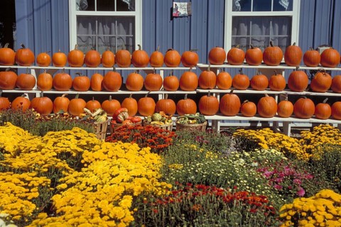 Sale of Hokkaido pumpkins, New Jersey, USA