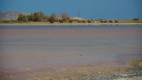 A group of horses on the shore of a lake with deep blue water, salt lake, Tigaki, nature reserve,