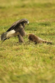 Buzzard (Buteo buteo) tugging at a dead young fox (Vulpes vulpes) on a freshly mown meadow, Allgäu,
