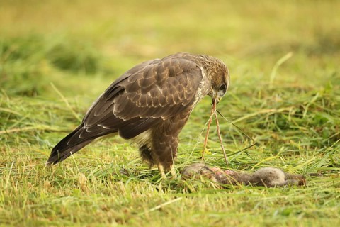 Common buzzard (Buteo buteo) on a dead young fox (Vulpes vulpes) in a freshly mown meadow, Allgäu,