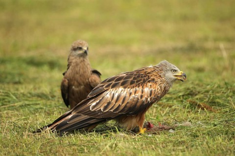 Red Kite (Milvus milvus) adult bird at dead young fox (Vulpes vulpes) on freshly mown meadow,