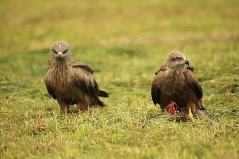 Red kite (Milvus milvus) fledgling on a dead young fox (Vulpes vulpes) on a freshly mown meadow,