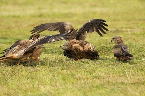 Red kite (Milvus milvus) adult bird defends dead young fox (Vulpes vulpes) on freshly mown meadow