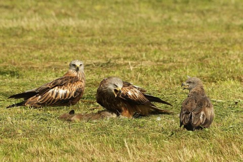 Red kite (Milvus milvus) adult birds on dead young fox (Vulpes vulpes) on freshly mown meadow,