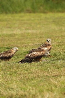 Red Kite (Milvus milvus) adult birds on dead young fox (Vulpes vulpes) on freshly mown meadow,