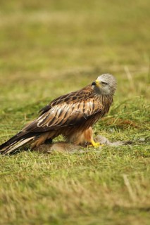 Red kite (Milvus milvus) on a dead young fox (Vulpes vulpes) Allgäu, Bavaria, Germany, Allgäu,