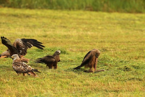 Red kite (Milvus milvus) adult and fledged young birds on a dead young fox (Vulpes vulpes) on a