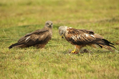 Red Kite (Milvus milvus) adult bird at dead young fox (Vulpes vulpes) on freshly mown meadow,