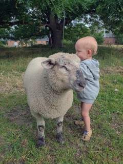 Little boy two years old, petting a sheep on a farm, Mecklenburg-Vorpommern, Germany
