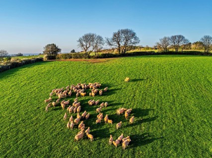 Flock of Sheep on Farms from a drone, Torquay, Devon, England, United Kingdom