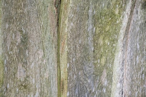 Wooden boards, boards with verdigris, texture, background, Münsterland, North Rhine-Westphalia,
