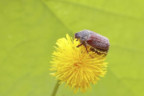 Cockchafer, field cockchafer (Melolontha melolontha), female on a dandelion (Taraxacum) flower,