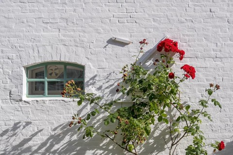 A white brick wall with a small window and red roses climbing up the wall, North Sea island of