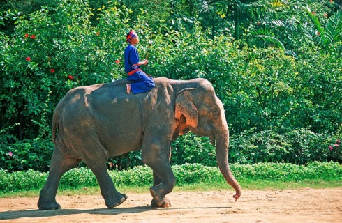 A man rides an elephant at Samphran Elephant Ground and Zoo near Bangkok, Thailand, December 2002,