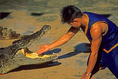 Performance with crocodiles at Samphran Elephant Ground and Zoo near Bangkok, Thailand, December