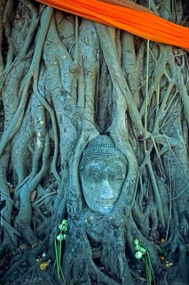 Roots, Buddha head ingrown in tree, Wat Mahatat, Ayutthaya, Thailand, December 2002, vintage,
