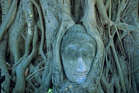 Roots, Buddha head ingrown in tree, Wat Mahatat, Ayutthaya, Thailand, December 2002, vintage,