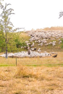 Flock of sheep moving across a hilly meadow surrounded by nature, BMW i7 electric car, deer e-car