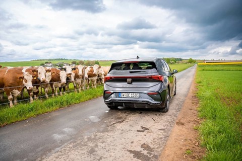 Rear view of an electric car on a road next to a pasture full of cows, Cupra, Deer E-CarSharing,