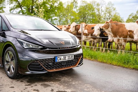 An electric car is parked on a street while cows are standing in an adjacent pasture, Cupra, Deer