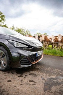 Close-up of the front of an electric car on a country road with cows in the background, Cupra, Deer