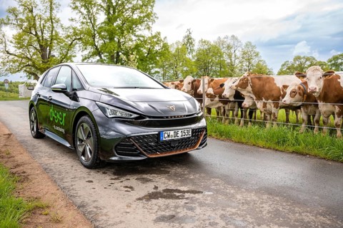 A black electric car is parked on a country road next to a pasture with cows, Cupra, Deer