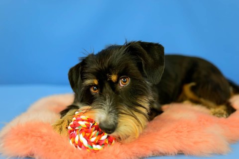 A cute black dog is lying with a colorful toy on a pink coat, blue background, mixed breed dog,