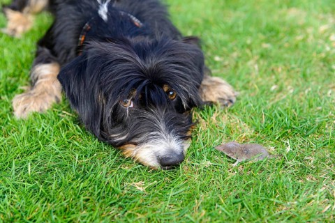 A curious dog is lying on the lawn looking at a small mouse, mixed breed, mixed breed dog,