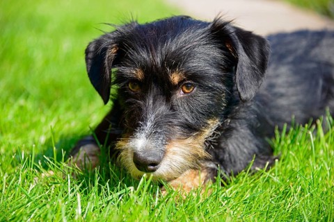 A dog looks at the picture with a relaxed look while lying in the grass, mixed breed dog,