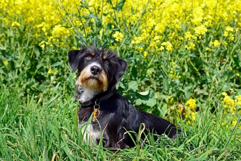 A black and white dog sits in a blooming, yellow flower meadow on a sunny day, mixed breed dog in