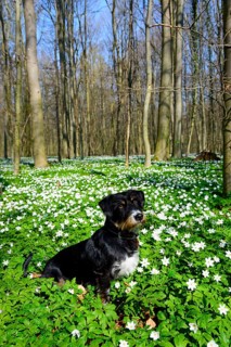 A dog sits in a blooming spring forest full of flowers under a blue sky, mixed breed dog with Blue
