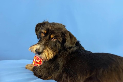 A black dog with toy looks back on a blue background, mixed breed dog, wire-haired dachshund