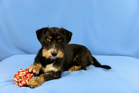 A black dog lies attentively on a blue background next to a toy, mixed breed dog, wire-haired