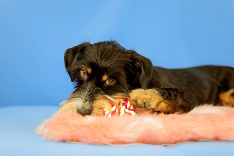 A black dog is lying relaxed on a pink coat with a toy on a blue background, mixed breed dog,
