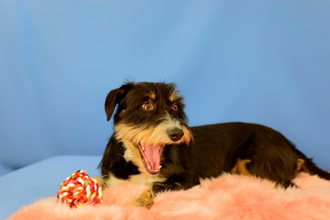 A black-brown dog yawns on a pink coat, next to him a toy, blue background, mixed breed dog,