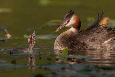 Great Crested Grebe (Podiceps scalloped ribbonfish) swims with young chicks near aquatic plants.