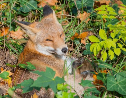Red fox (Vulpes vulpes) lies between grass and autumn leaves and looks attentively, but relaxed,