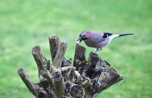 Eurasian jay (Garrulus glandarius) eating peanuts, Schleswig-Holstein, Germany