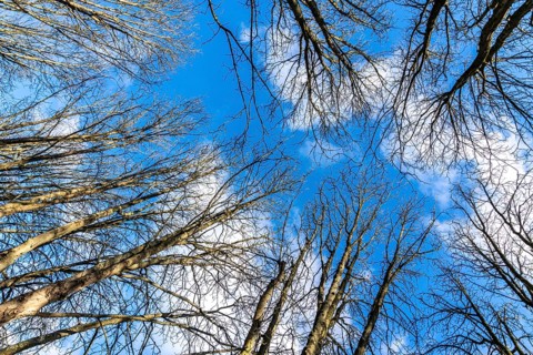 Treetops, bare trees, branches, blue sky, winter North Rhine-Westphalia, Germany
