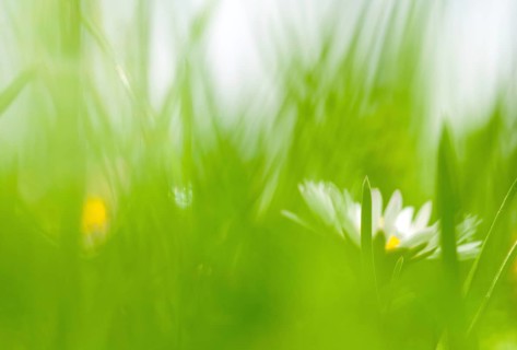 A daisy (Bellis perennis), also known as the perennial daisy or perennial daisy, the daisy of the