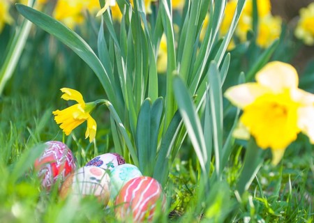 Colourful, hand-painted Easter eggs lie under yellow daffodils or daffodils (Narcissus spec.) on a