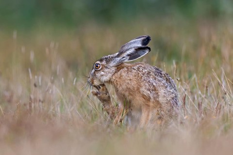 With the long claws of its hind legs, the brown hare (Lepus europaeus) reaches areas in order to