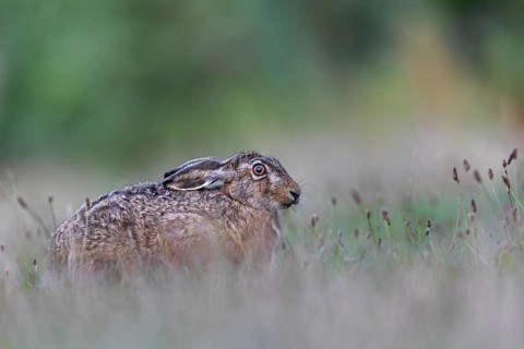 A brown hare (Lepus europaeus) interrupts its feeding to take a closer look at the photographer